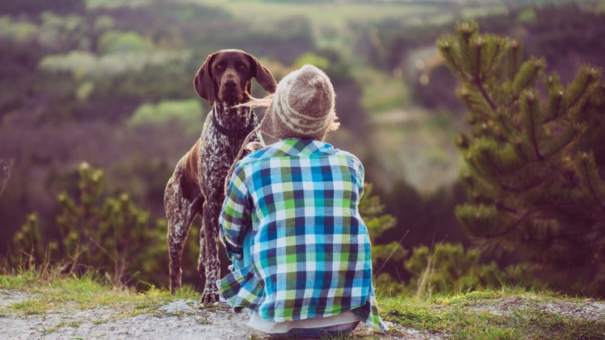 9 Reasons Pointers are Truly Exceptional Canine Companions - Pointer Dog with Companion dp105847232