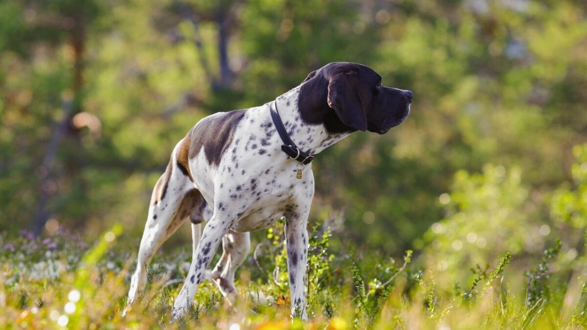 15 Best Bird Dog Breeds for the Avid Hunter 15 15 Best Bird Dog Breeds for the Avid Hunter - Pointer dog coat dp448281408