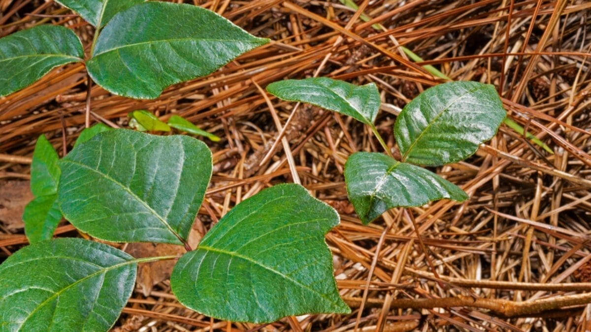10 of the Most Pain-Inducing Plants on Earth You Should Never Touch 9 10 of the Most Pain-Inducing Plants on Earth You Should Never Touch - Poison Ivy with Mulch dp686365176