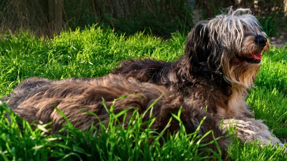 20 U.S. Dog-Friendly Attractions: Pup-Approved Adventures 15 20 U.S. Dog-Friendly Attractions: Pup-Approved Adventures - Polish Lowland sheepdog FUR dp470803042