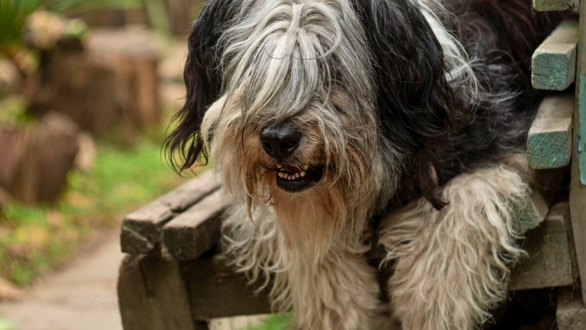 7 Reasons the Polish Lowland Sheepdog Will Win You Over - Polish lowland sheepdog sitting in a bench dp419483538