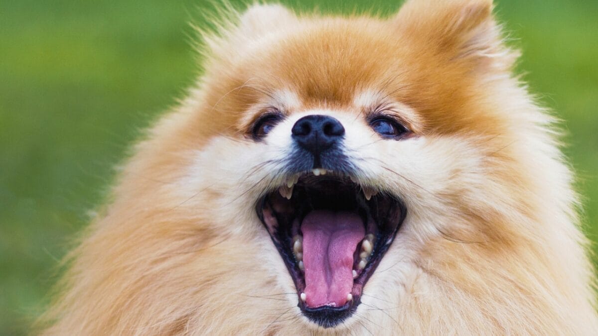 10 Things You Need to Know Before Getting a Pomeranian 8 10 Things You Need to Know Before Getting a Pomeranian - Pomeranian Barking dp337910818