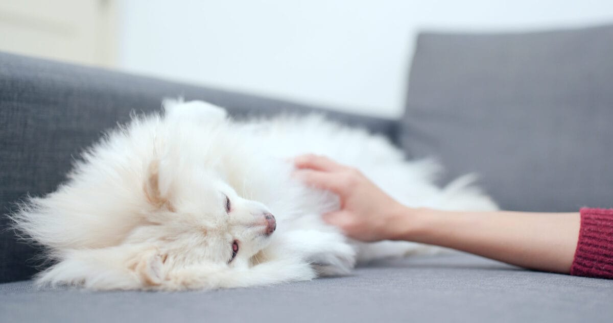 July 4th-6th Sees a 30% Spike in Missing Pets Each Year: 5 Prevention Tips 6 July 4th-6th Sees a 30% Spike in Missing Pets Each Year: 5 Prevention Tips - Pomeranian lying down 189684780