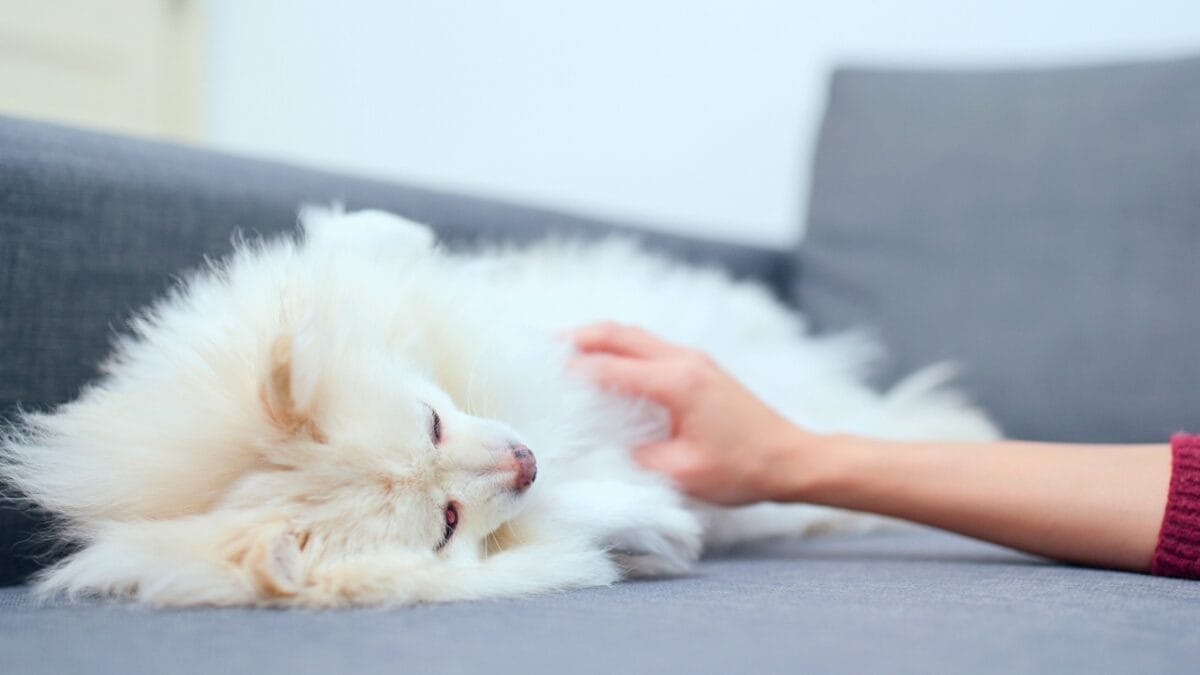 10 Things You Need to Know Before Getting a Pomeranian 10 10 Things You Need to Know Before Getting a Pomeranian - Pomeranian lying down dp189684780 1