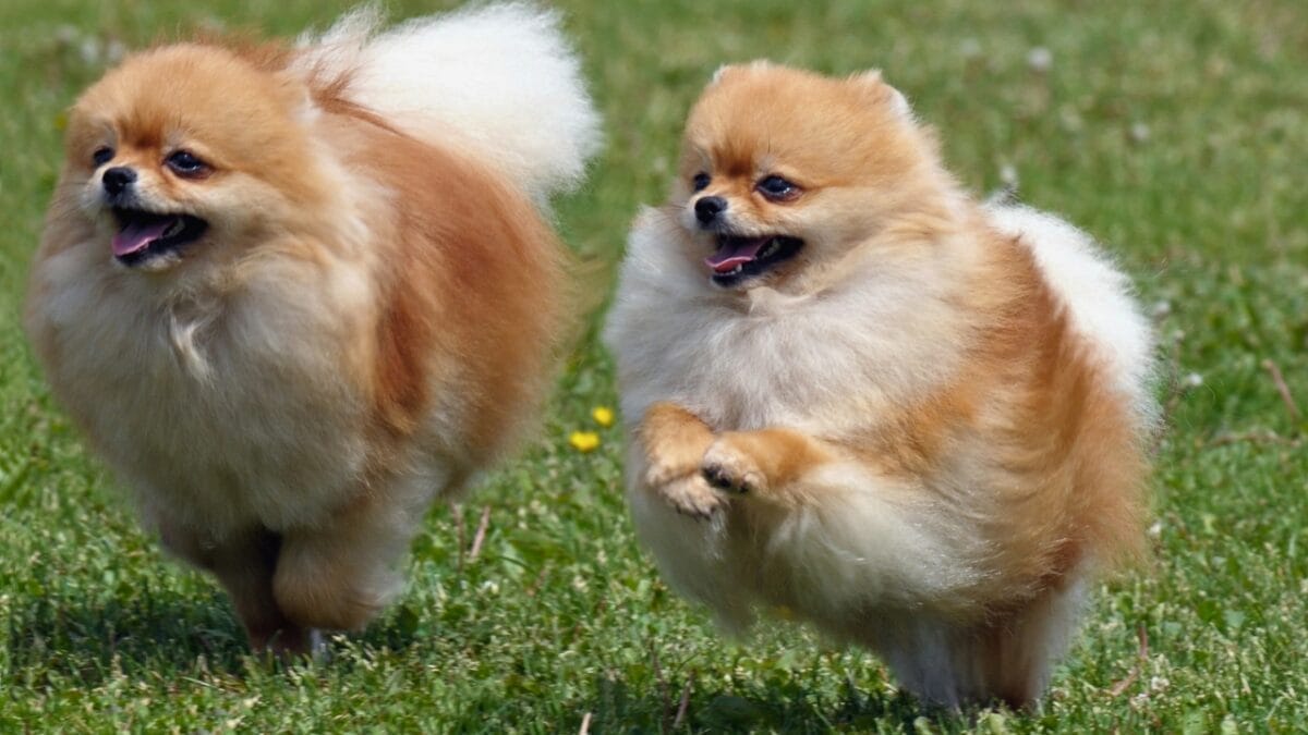 10 Things You Need to Know Before Getting a Pomeranian 5 10 Things You Need to Know Before Getting a Pomeranian - Pomeranian running dp8207870