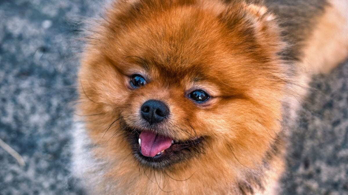 10 Things You Need to Know Before Getting a Pomeranian 6 10 Things You Need to Know Before Getting a Pomeranian - Pomeranian smilling dp473114670