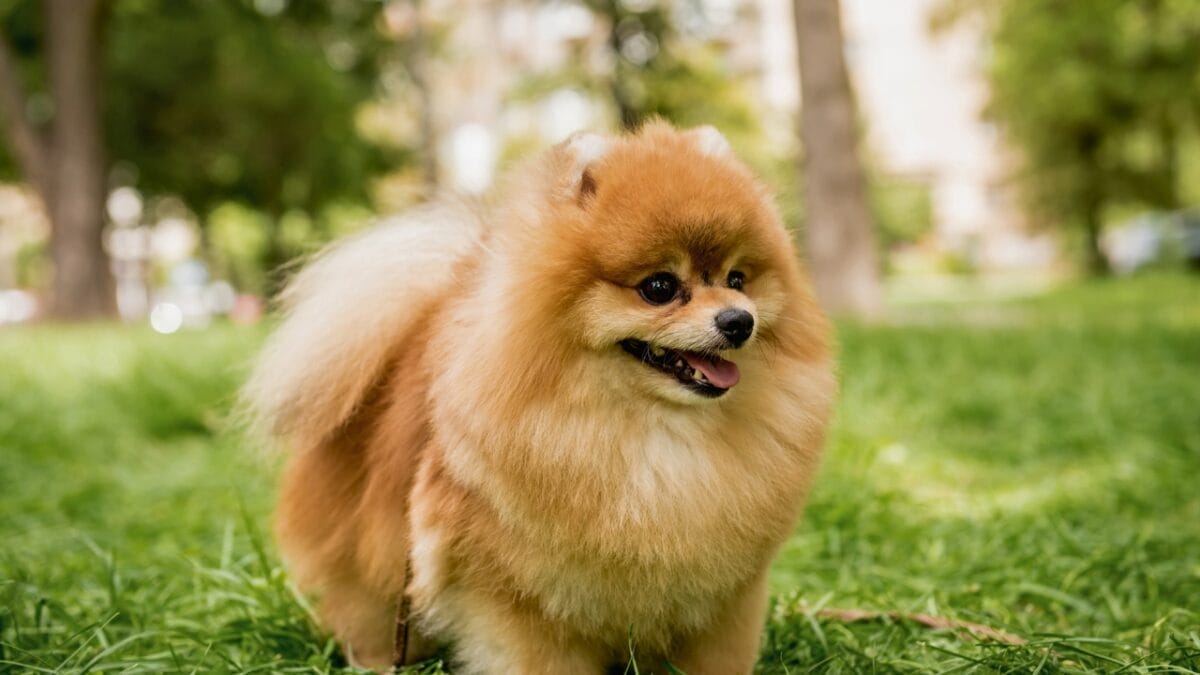 15 Dog Breeds Known for Their Fluffy, Cuddly Puppies - Pomeranian standing still dp407527802