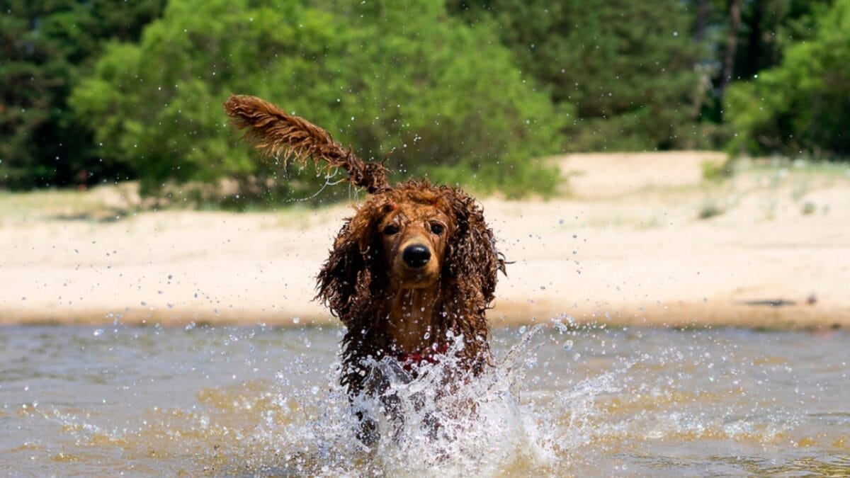 14 Dog Breeds That Can't Resist a Good Swim 8 14 Dog Breeds That Can't Resist a Good Swim - Poodle Walking on Water ss1435663190