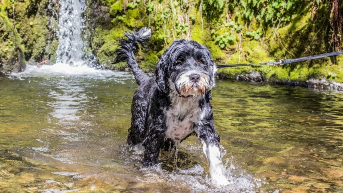 14 Dog Breeds That Can't Resist a Good Swim 4 14 Dog Breeds That Can't Resist a Good Swim - Portuguese Water Dog River ss2069415923