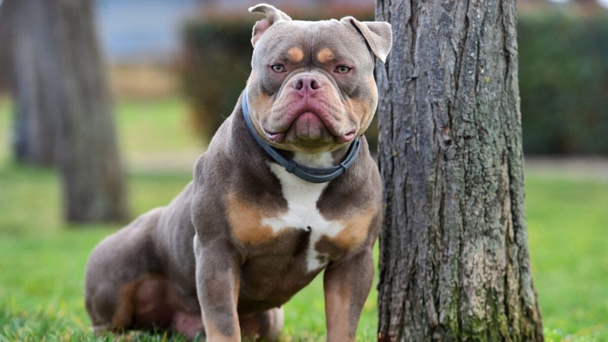 11 Sweet Reasons the All-American Bulldog Is Easy to Love 6 11 Sweet Reasons the All-American Bulldog Is Easy to Love - Powerful Muscular Build dp647661746