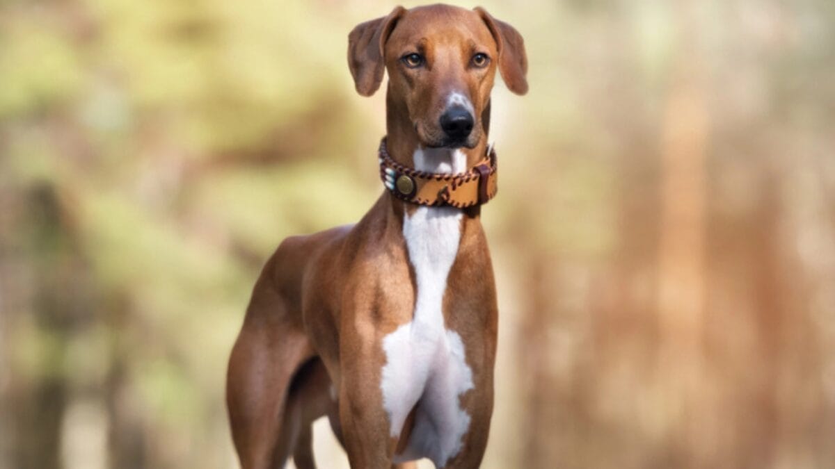 8 Milestones That Shaped the Evolution of the Azawakh Dog - Preservation Challenges dp320872326