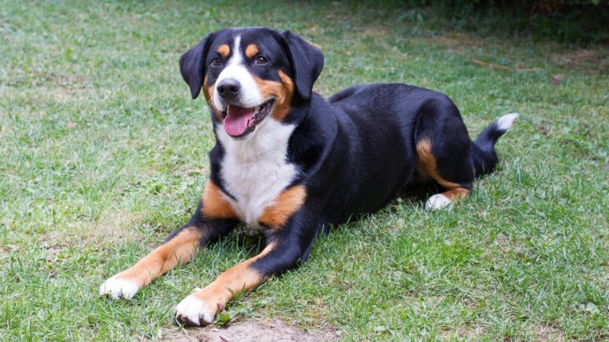 Meet the Appenzeller Sennenhund: 10 Traits of This Rare Swiss Breed 7 Meet the Appenzeller Sennenhund: 10 Traits of This Rare Swiss Breed - Preserving a Rare Genetic Line dp80910986