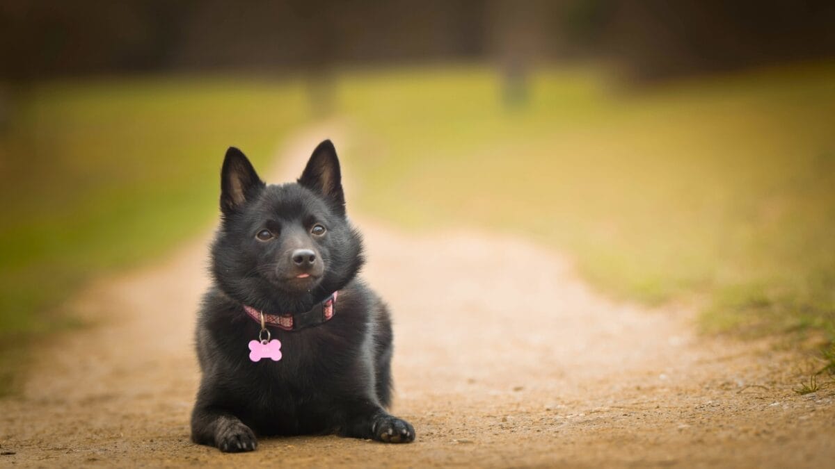 The Tale of the Tail: 8 Facts on the Schipperke’s Unique Look 4 The Tale of the Tail: 8 Facts on the Schipperke’s Unique Look - Puppy of schipperke dp373164204