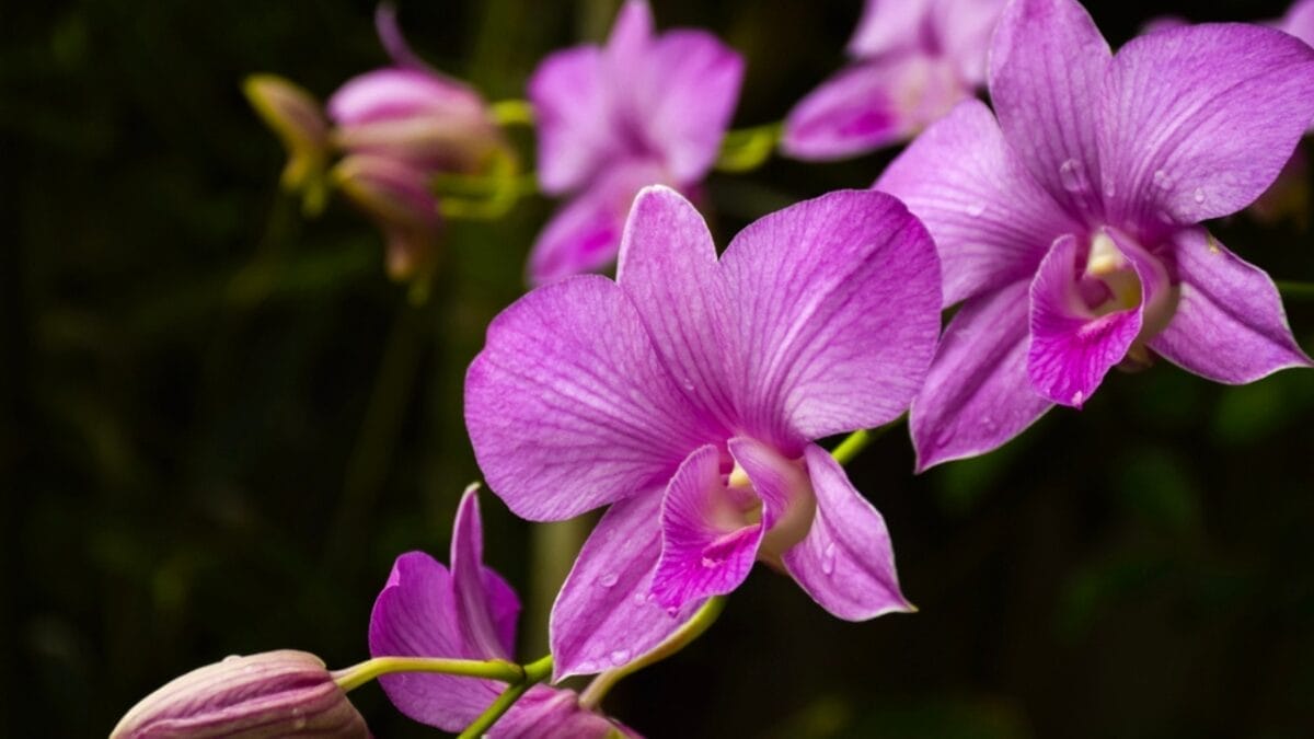 These 10 Houseplants Bring the Beauty of Spring in the Fall to Your Living Space 9 These 10 Houseplants Bring the Beauty of Spring in the Fall to Your Living Space - Purple Orchids dp128072604