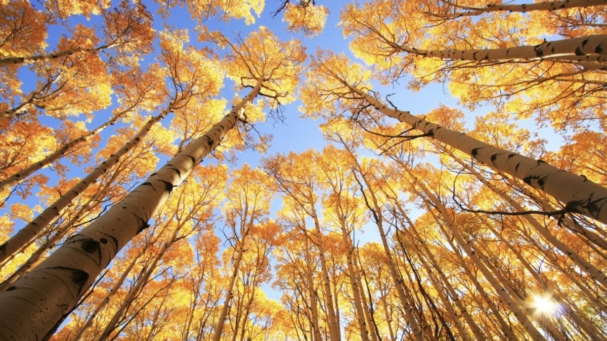 12 Most Beautiful Trees in America & What They Represent 12 12 Most Beautiful Trees in America & What They Represent - Quaking Aspen ss142879081