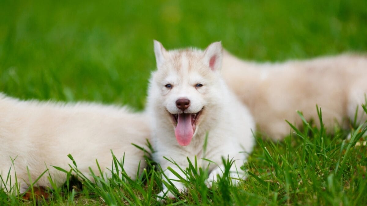 Alaskan Klee Kai: 8 Traits of the Mini Husky with ’70s Roots 7 Alaskan Klee Kai: 8 Traits of the Mini Husky with ’70s Roots - Quirky Personalities dp63302863