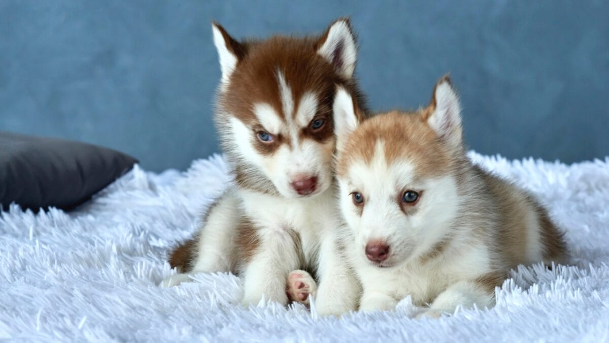 Alaskan Klee Kai: 8 Traits of the Mini Husky with ’70s Roots - Rare Breed Status dp166540956