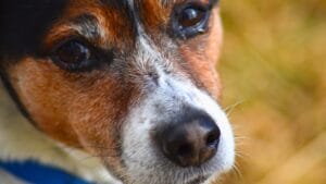 10 Reasons Why Rat Terriers Might Become Your New Favorite Dog Breed 1 10 Reasons Why Rat Terriers Might Become Your New Favorite Dog Breed - Rat terrier dog ss1015785013