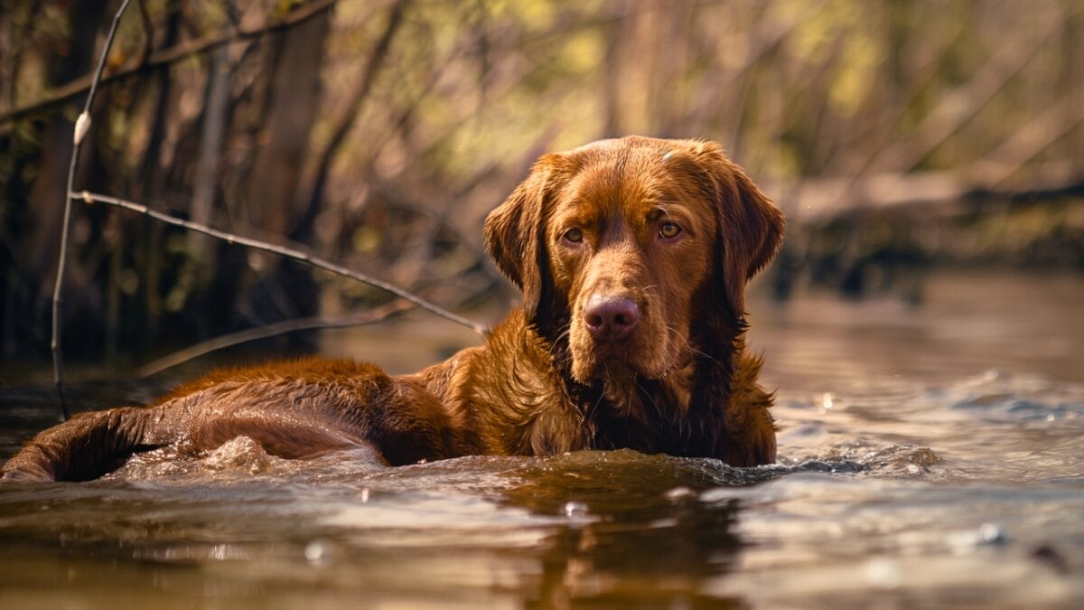 14 Dog Breeds That Can't Resist a Good Swim 6 14 Dog Breeds That Can't Resist a Good Swim - Realistic Shot Chesapeake Bay Retriever strong work ethic mj