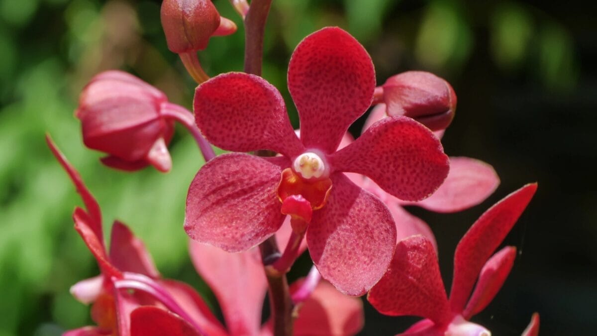 Orchid Symbolism Secrets: What 12 Bloom Colors Really Mean 3 Orchid Symbolism Secrets: What 12 Bloom Colors Really Mean - Red Orchids dp77453138