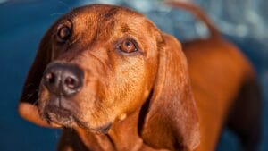 6 Tips for Socializing Your Redbone Coonhound (Great for Any Dog Breed) 1 6 Tips for Socializing Your Redbone Coonhound (Great for Any Dog Breed) - Redbone Coonhound dog ss286915433