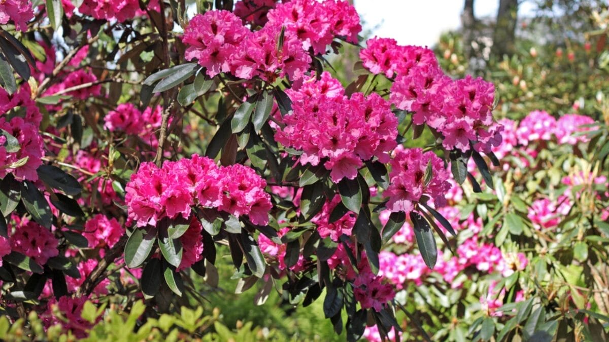 15 Garden Plants That Can Last a Lifetime 8 15 Garden Plants That Can Last a Lifetime - Rhododendron Flower dp380286914
