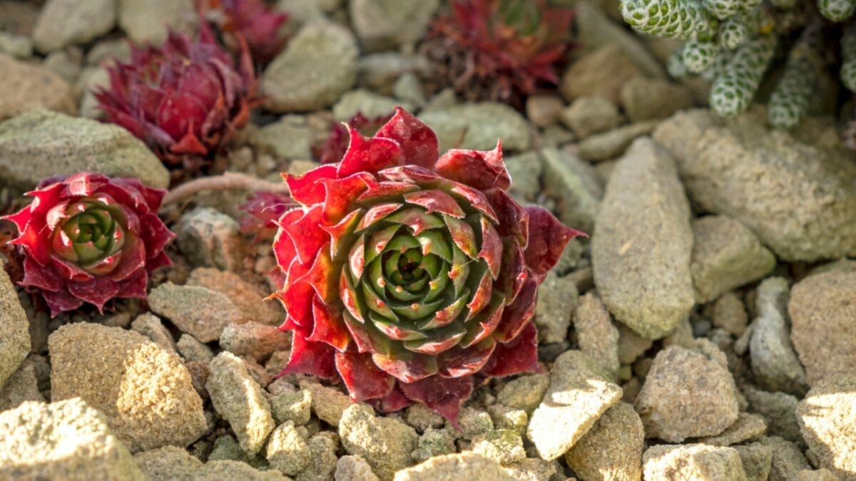 The Simple Trick to Brilliant Succulent Colors 5 The Simple Trick to Brilliant Succulent Colors - Rock Succulent Garden dp549188314