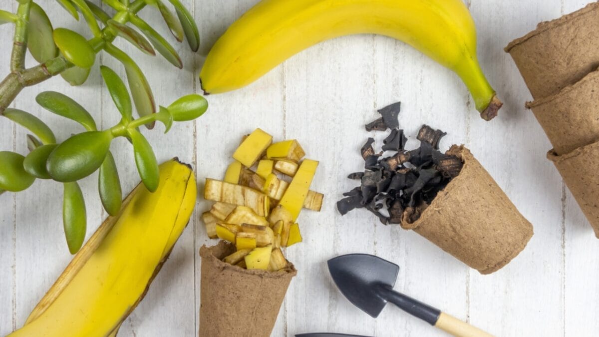 10 Ways to Use Banana Peels in Your Garden 10 10 Ways to Use Banana Peels in Your Garden - Rooting Aid ss1897817017