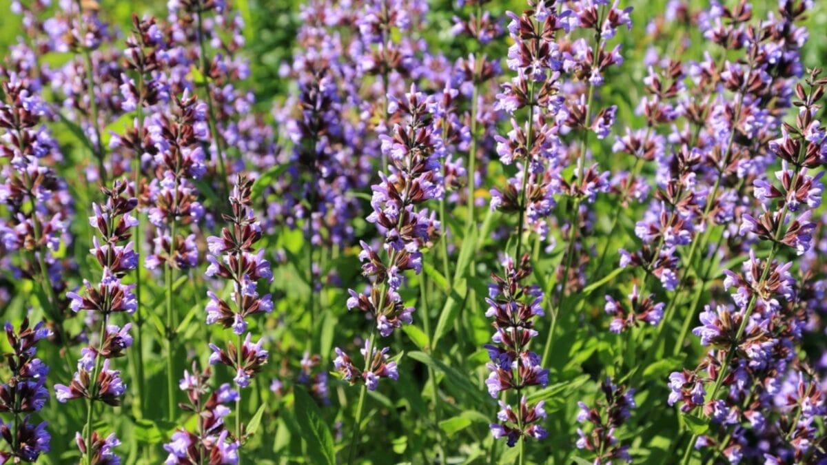 Nature’s Toolkit: 15 Herbs with Potential Lifesaving Benefits 13 Nature’s Toolkit: 15 Herbs with Potential Lifesaving Benefits - Sage Flower dp349621778