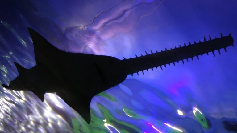 19 Real Sharks That Look Like They Belong in Science Fiction 9 19 Real Sharks That Look Like They Belong in Science Fiction - Saw Shark swimming ss1333517300