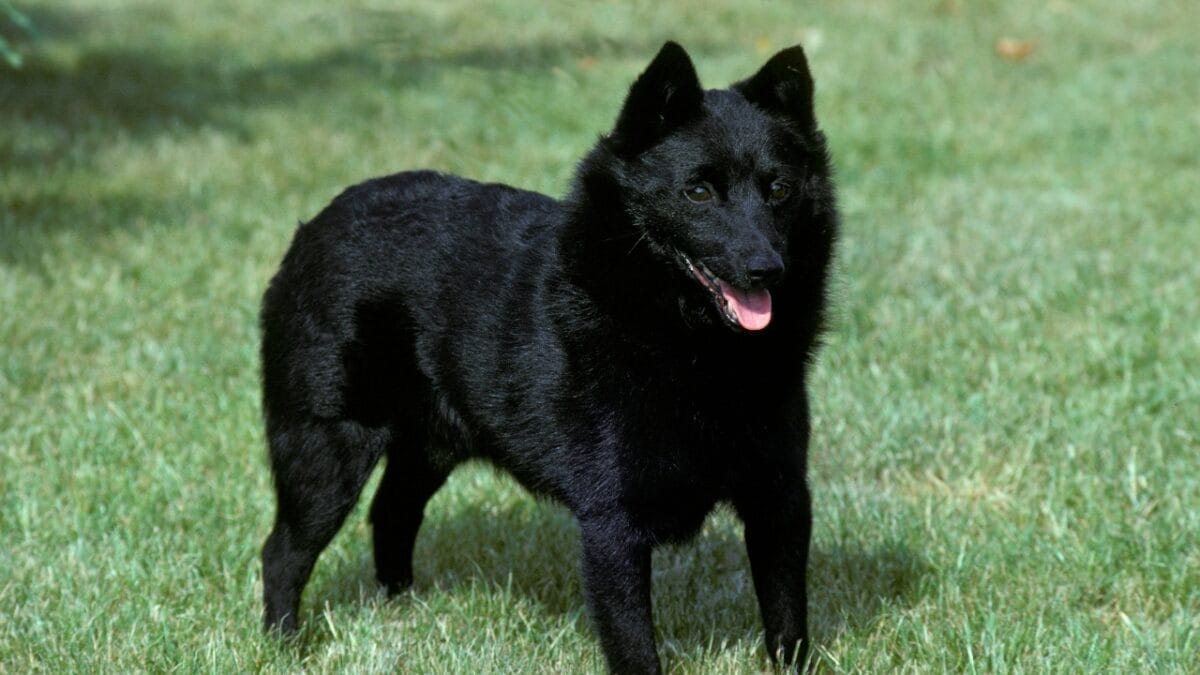 The Tale of the Tail: 8 Facts on the Schipperke’s Unique Look - Schipperke Tails dp350768018