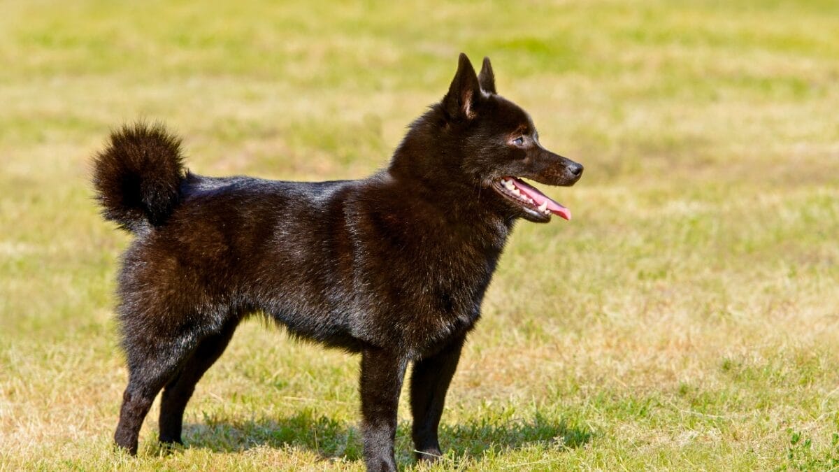 The Tale of the Tail: 8 Facts on the Schipperke’s Unique Look - Schipperke with Tail dp164965036