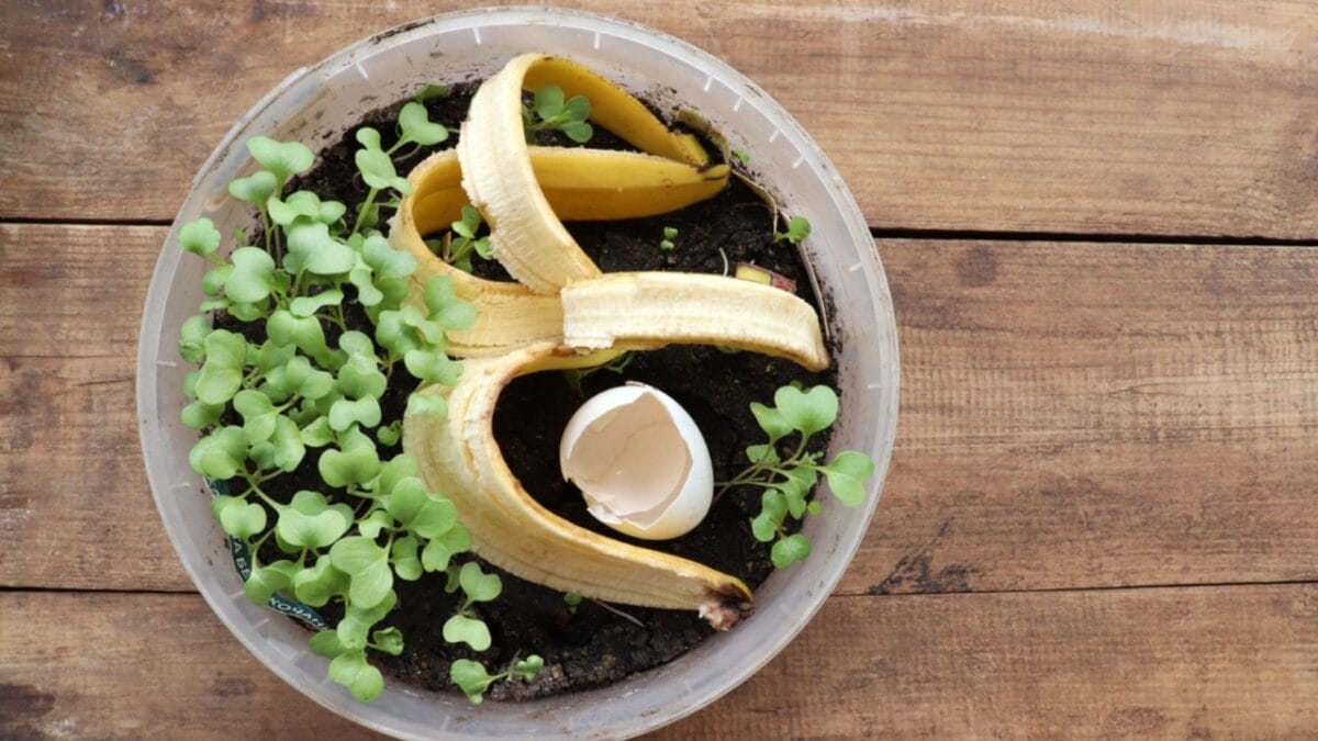 10 Ways to Use Banana Peels in Your Garden 7 10 Ways to Use Banana Peels in Your Garden - Seedling Starter ss1952746249