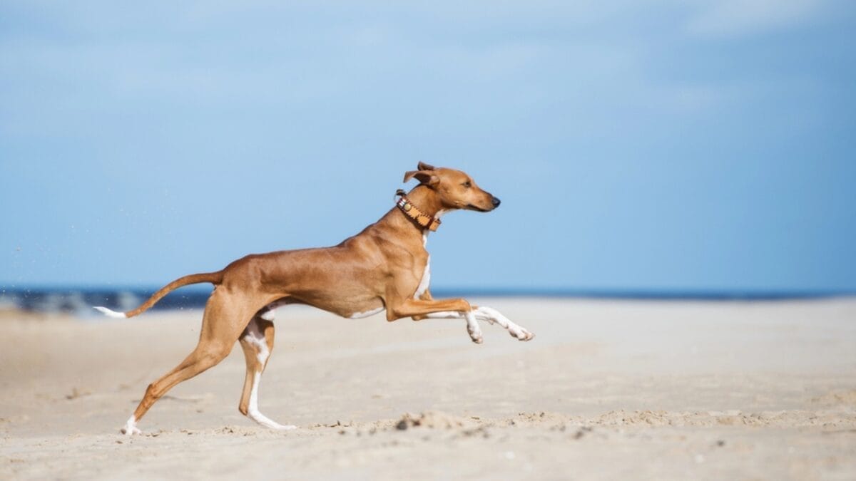 8 Milestones That Shaped the Evolution of the Azawakh Dog - Selective Breeding dp320872410