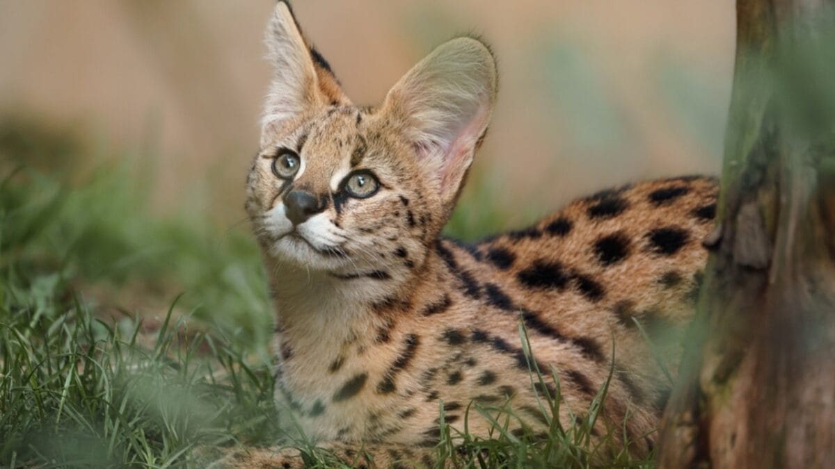 12 Unusual Pets People Adore Beyond Cats & Dogs 12 12 Unusual Pets People Adore Beyond Cats & Dogs - Serval Cats ss2197009525