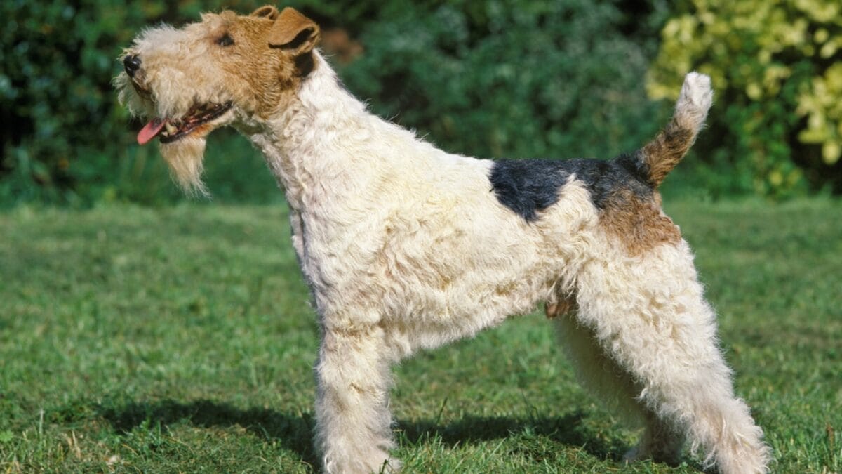 Genius Unleashed: 8 Fun Tricks Your Wire Fox Terrier Can Master 6 Genius Unleashed: 8 Fun Tricks Your Wire Fox Terrier Can Master - Shake Hands or High Five dp348257798