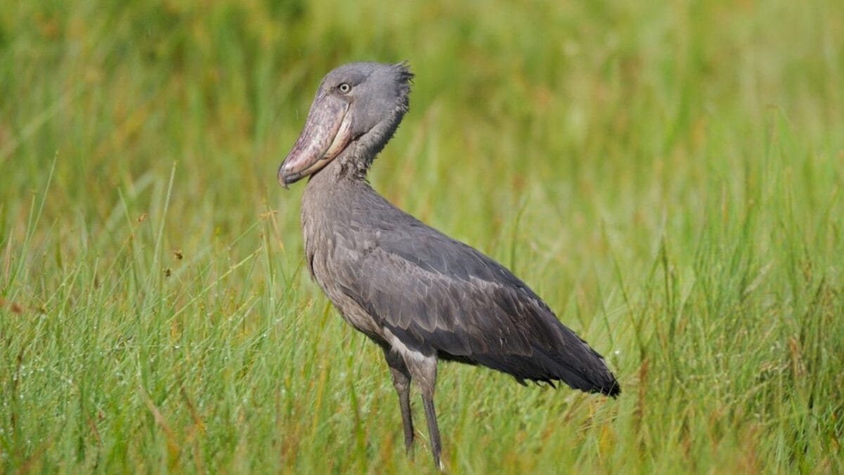 25 Real Animals That Look Too Unique to Be True 13 25 Real Animals That Look Too Unique to Be True - Shoebill Stork ss2443911249