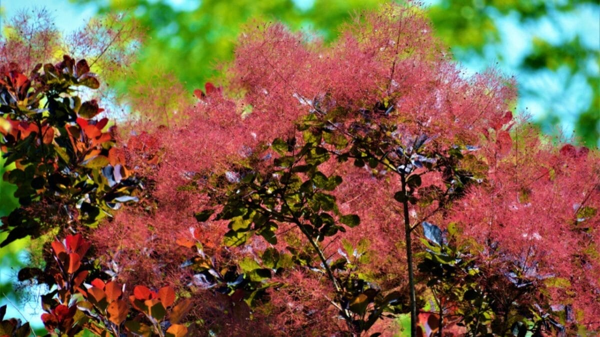 15 Stunning Shrubs to Transform Your Yard 17 15 Stunning Shrubs to Transform Your Yard - Smoke Bush ss1448528867