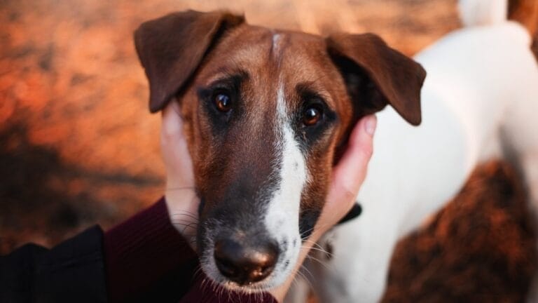 10 Energetic Traits That Make the Smooth Fox Terrier Stand Out 6 10 Energetic Traits That Make the Smooth Fox Terrier Stand Out - Smooth Fox Terrier ss1234274317