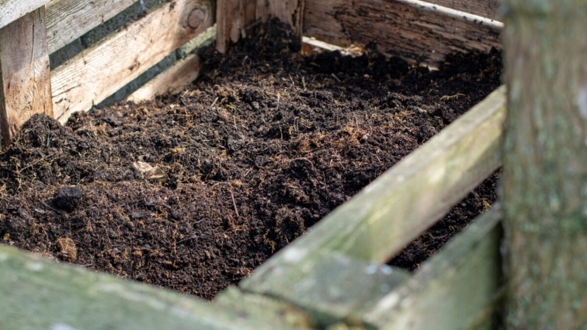 7-Simple Steps to Cultivating a Corsican Mint Lawn 3 7-Simple Steps to Cultivating a Corsican Mint Lawn - Soil Ingredients Compost dp422827042