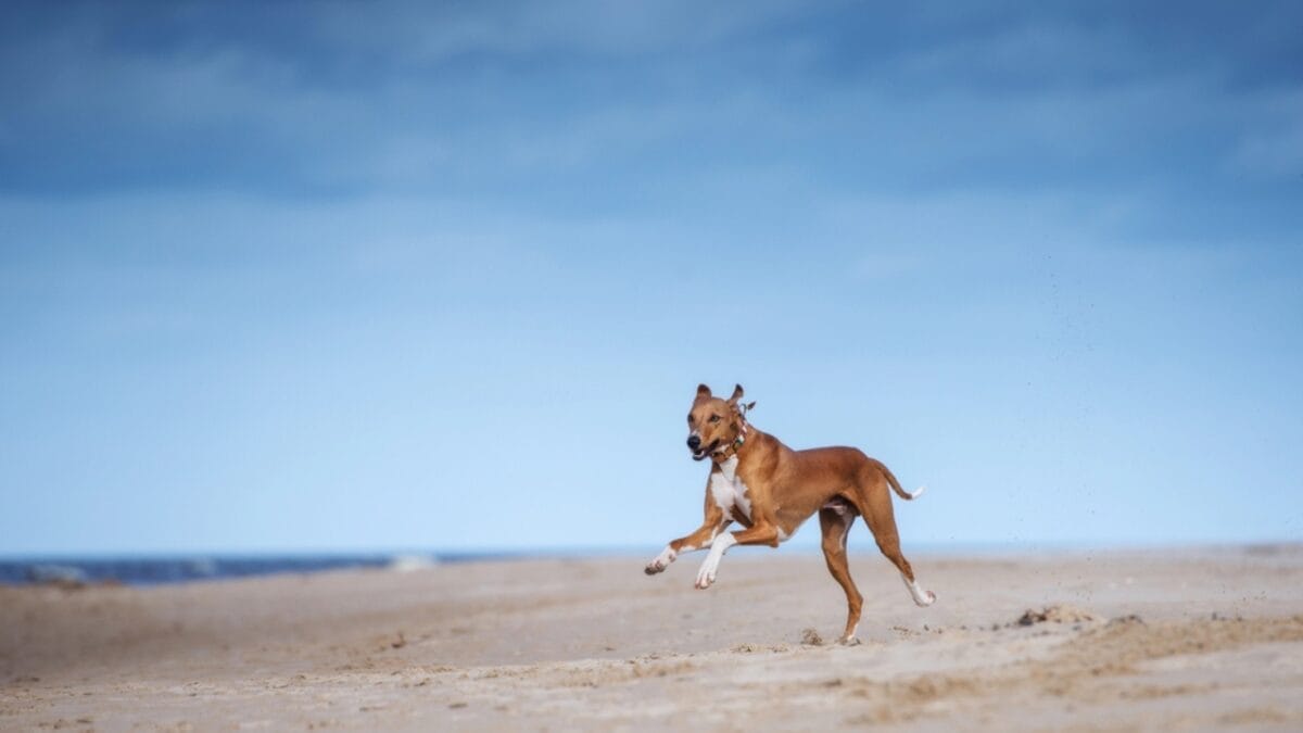 8 Milestones That Shaped the Evolution of the Azawakh Dog - Sporting Companion Roles dp320872402