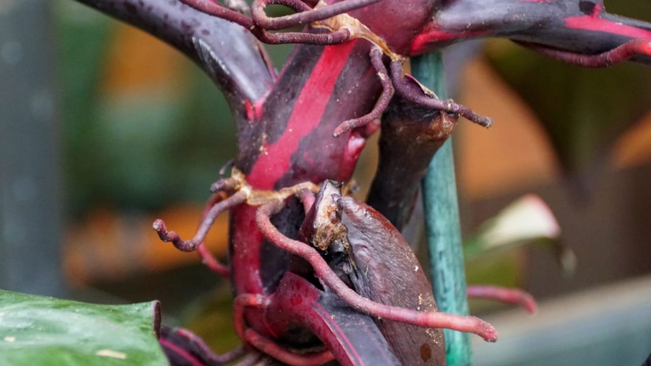 This Pink Houseplant a Must-Have for Your Green Haven 5 This Pink Houseplant a Must-Have for Your Green Haven - Stem of Pink Princess ss2029817156