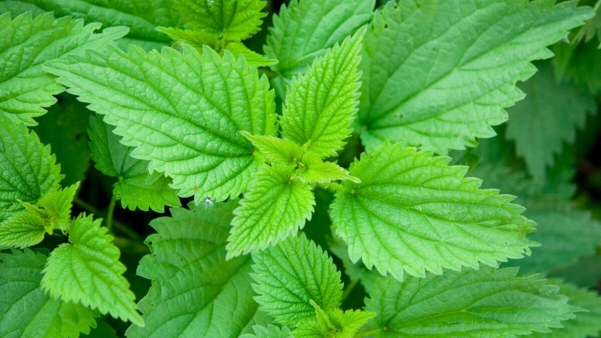 25 Edible Wild Greens to Forage for Your Next Meal 6 25 Edible Wild Greens to Forage for Your Next Meal - Stinging nettle dp10559270