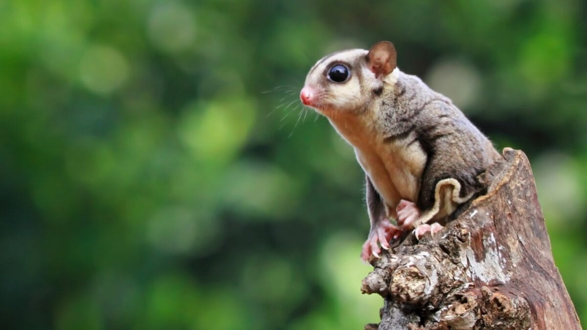 12 Unusual Pets People Adore Beyond Cats & Dogs 7 12 Unusual Pets People Adore Beyond Cats & Dogs - Sugar Gliders ss2328870097