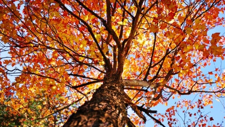 12 Most Beautiful Trees in America & What They Represent 6 12 Most Beautiful Trees in America & What They Represent - Sugar Maple dp34384381