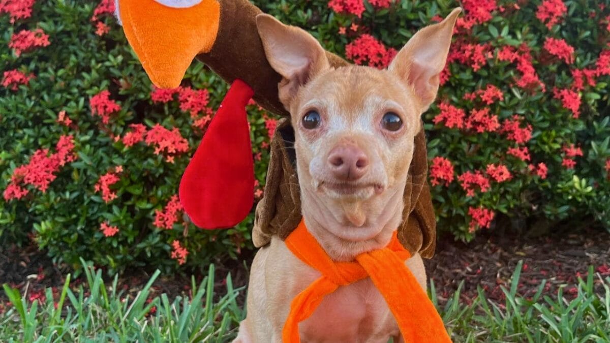 9 Irresistible Dogs You Need to Follow on Instagram 6 9 Irresistible Dogs You Need to Follow on Instagram - TUNA ig mj