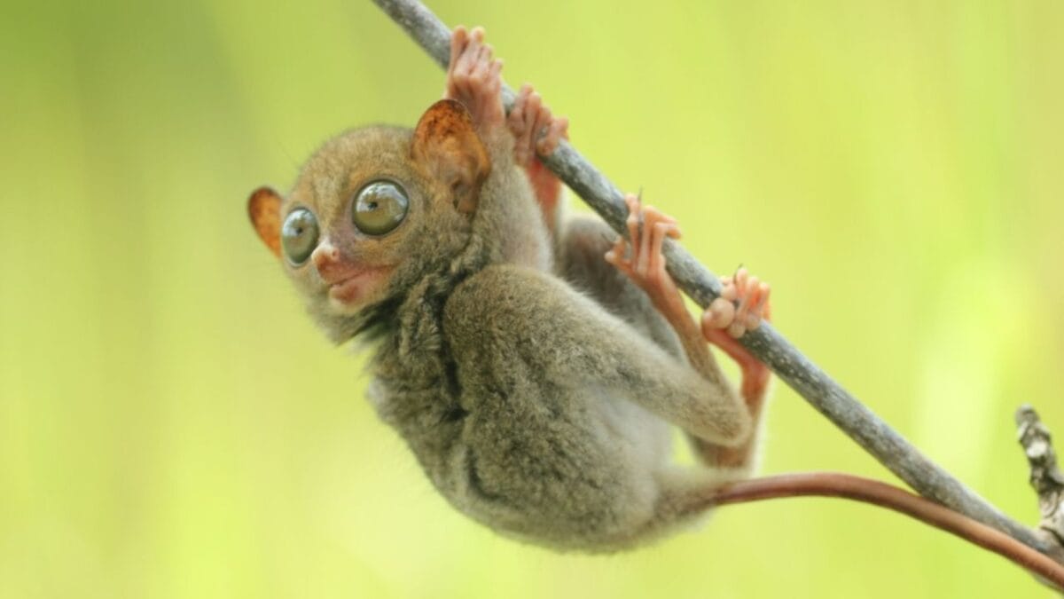 15 Animals That Come to Life After Dark 8 15 Animals That Come to Life After Dark - Tarsier ss2272285409