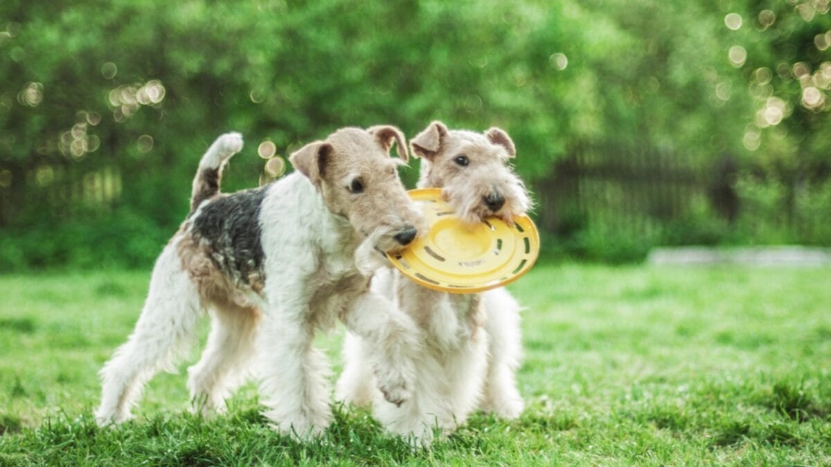 Genius Unleashed: 8 Fun Tricks Your Wire Fox Terrier Can Master 9 Genius Unleashed: 8 Fun Tricks Your Wire Fox Terrier Can Master - Teach Them to Put Away Their Toys dp48793923