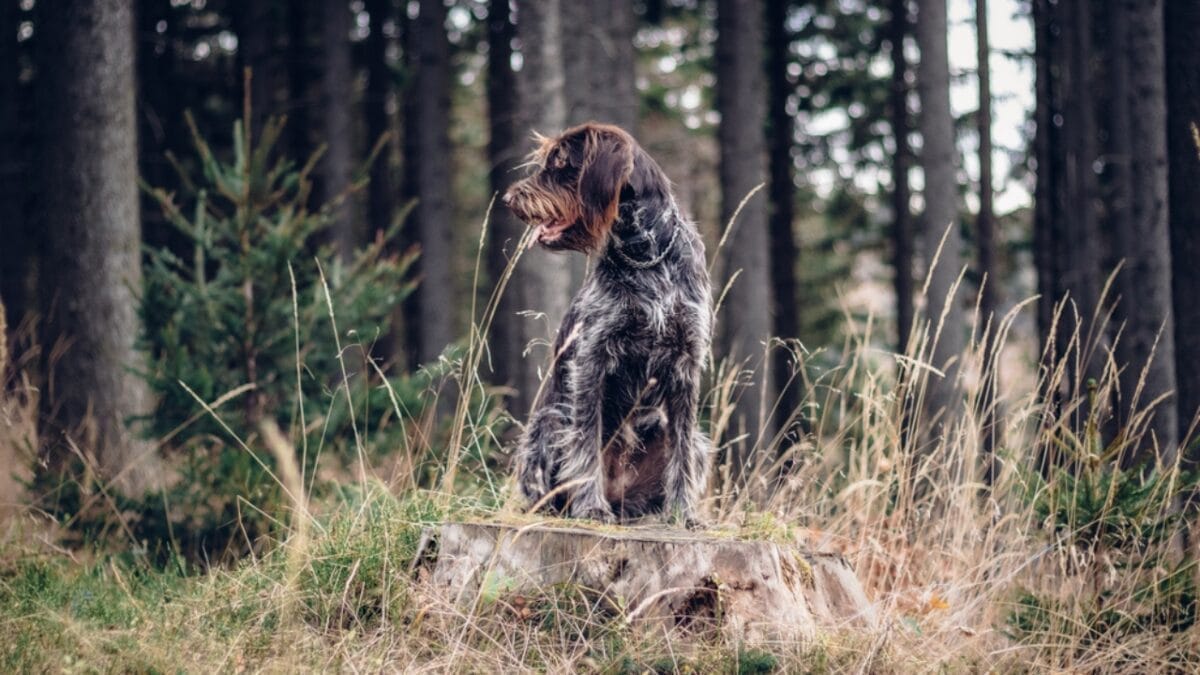 10 Unique Traits of the Wirehaired Pointing Griffon, Thanks to Mendel 8 10 Unique Traits of the Wirehaired Pointing Griffon, Thanks to Mendel - The Breed Nearly Disappeared after World War II dp440643470