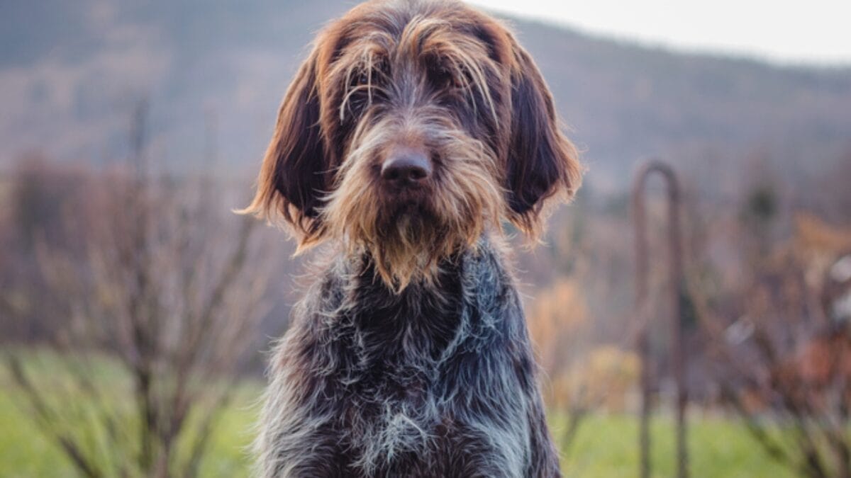 10 Unique Traits of the Wirehaired Pointing Griffon, Thanks to Mendel 2 10 Unique Traits of the Wirehaired Pointing Griffon, Thanks to Mendel - The Breed Was Inspired by Gregor Mendel Genetics Research dp445780924